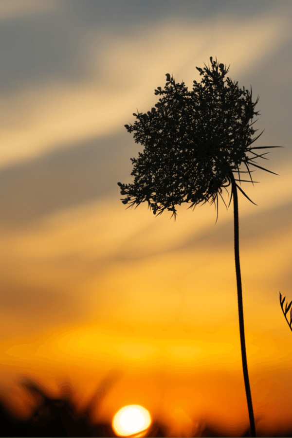 psy-gestalt-et-corps-marie-desmarres-herbes-silhouette